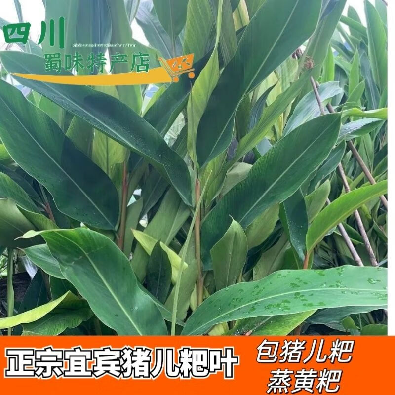 四川宜宾猪儿粑叶新鲜包叶儿粑叶子鸭儿粑叶子现摘粑粑叶包黄粑叶 猪