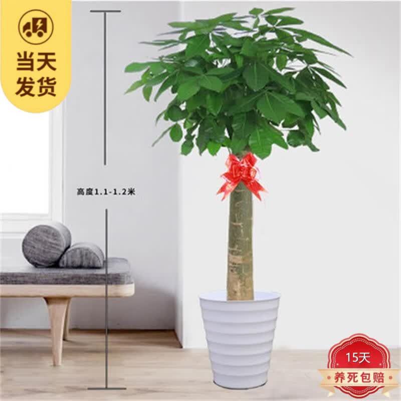 中梦发财树盆栽室内植物客厅绿植大型室内盆景办公室摆放花卉 1-1.2米独杆款（螺纹款） 含盆怎么样,好用不?