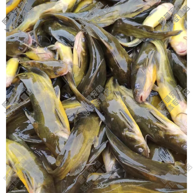 黄颡鱼苗淡水养殖食用活体黄丫头黄鸭叫 黄骨鱼苗3-5公分10条1条防损