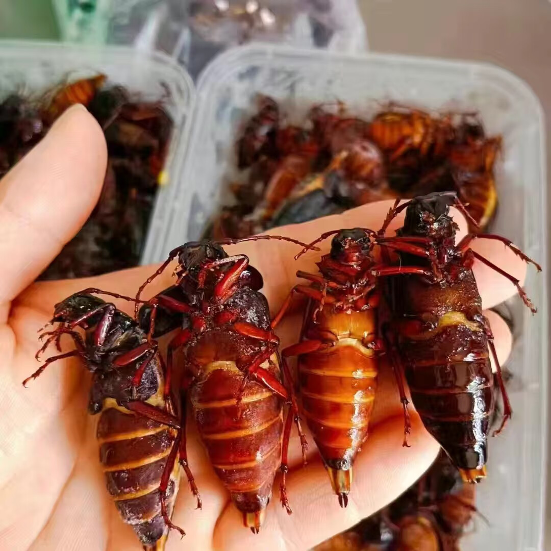 山东特产大母山水牛回忆童年的记忆 10只小母尝鲜价 黑色