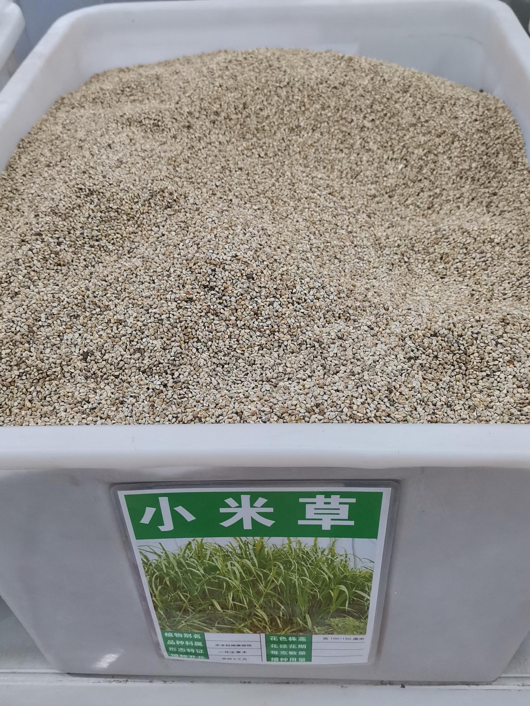 芗苒小米草种籽牧草籽畜牧用草种子 小米草种子一斤