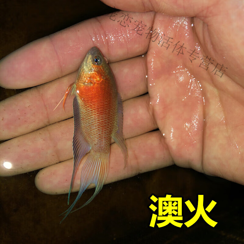 观赏鱼好养耐养金鱼小型鱼改良普叉斗鱼 澳火繁殖1公7-9厘米抱卵母5