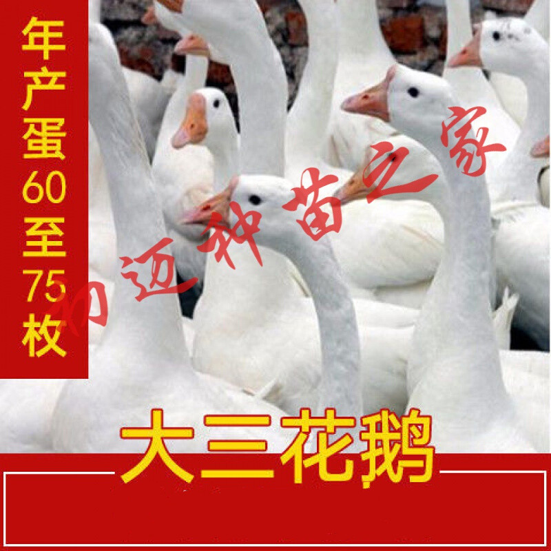 纯种三花白鹅苗活体大种白鹅四季鹅狮头鹅苗大白鹅苗活体 三花鹅 以上