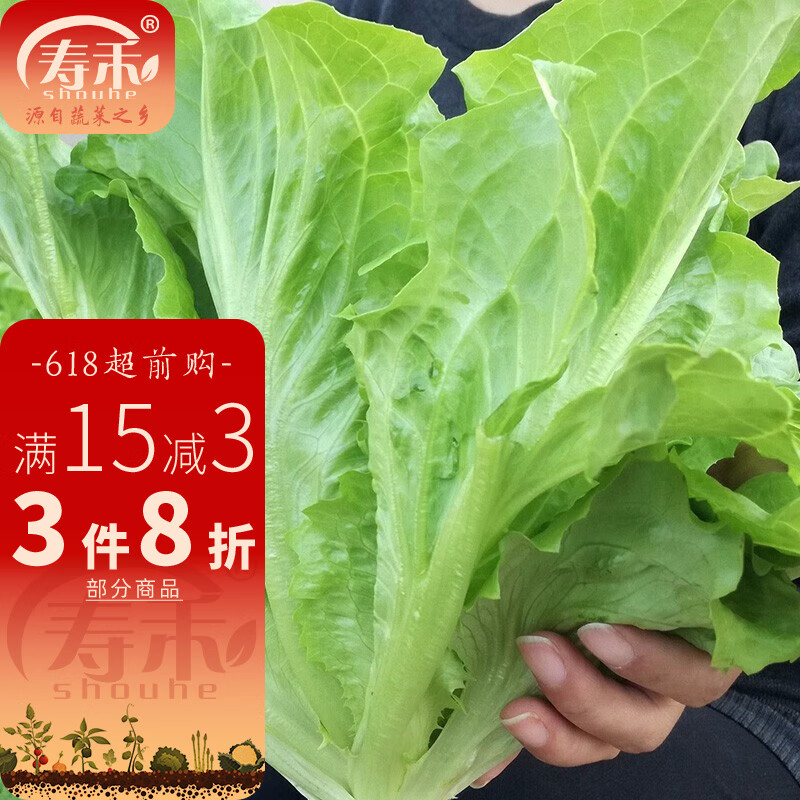 寿禾 春冬季蔬菜种子品种大全菜籽 玻璃生菜种子10g