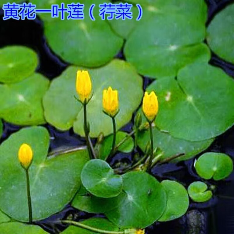荣郁 圆叶萍荇菜萍蓬草浮萍水浮莲莼菜庭院净化空气黄花一叶莲盆栽鱼