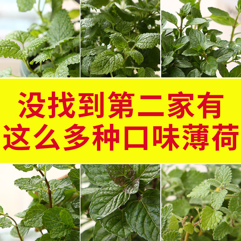 苗草莓食用新鲜柠檬薄荷盆栽泡茶留兰香 30种薄荷各一盆 (品种齐全)