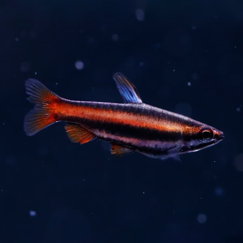 鱼官儿 火焰铅笔(2-3cm)1条 灯鱼活体淡水鱼热带鱼  观赏鱼草缸小型