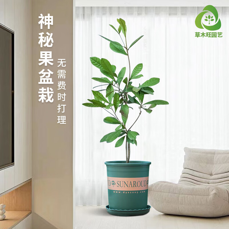 草木旺草木旺非洲神秘果苗盆栽奇幻果绿植四季结果室内阳台种植盆栽