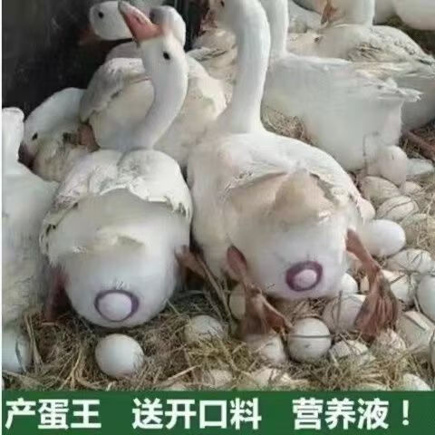 泉诗畅一斤左右三花鹅脱温鹅大白鹅皖西鹅四季鹅下蛋鹅包活到家受精种