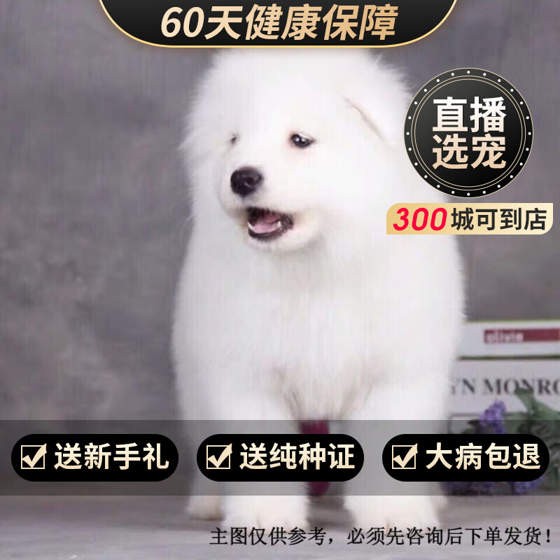 玄宠大白熊犬大白熊幼犬纯种大白熊幼崽活体 宠物级 公