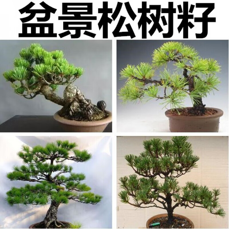 短叶五针松日本黑松马尾松美国红松种籽五针松 那须五针松种子一斤