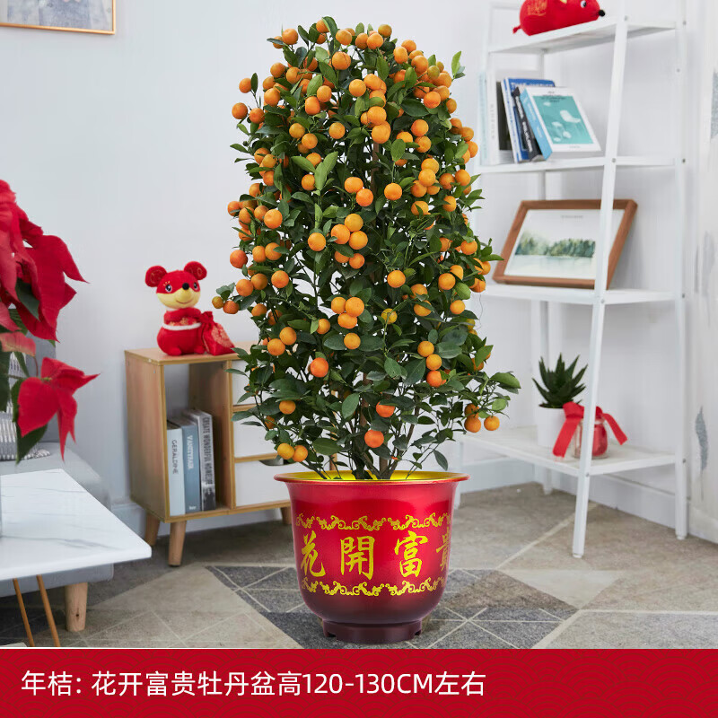 嘉巖金桔樹盆栽年桔帶果大型四季桔盆景年宵花新年裝飾綠植保溫發(fā)貨 高120-130cm含花開富貴牡丹盆