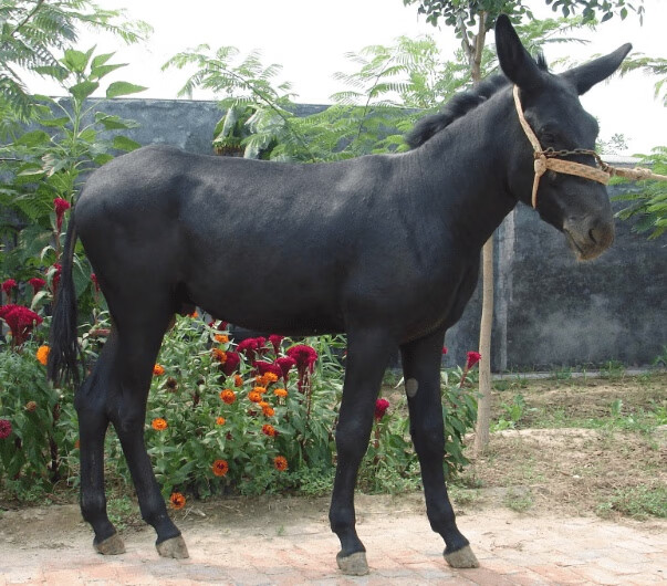 秋颖观赏乌头驴肉驴活德州驴杂交肉驴活物骑乘小毛驴幼崽养殖