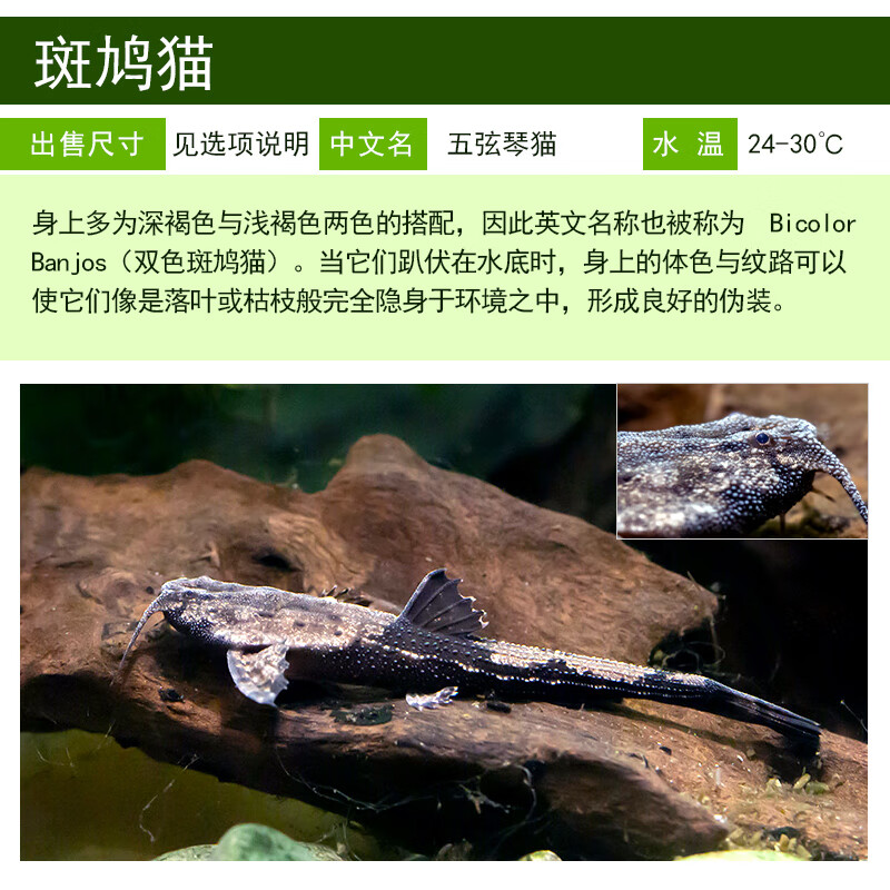 纳学斑鸠猫鱼南美热带鱼观赏鱼工具鱼翻砂异型底栖鲶鱼五弦琴猫活体鱼