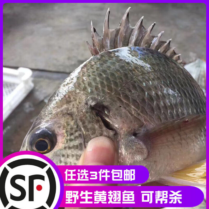 巧昕福建海捕黄翅鱼新鲜冷冻黄腊鱼黄尾鲷鱼黄脚立黄鳍鲷海鲜水产顺丰