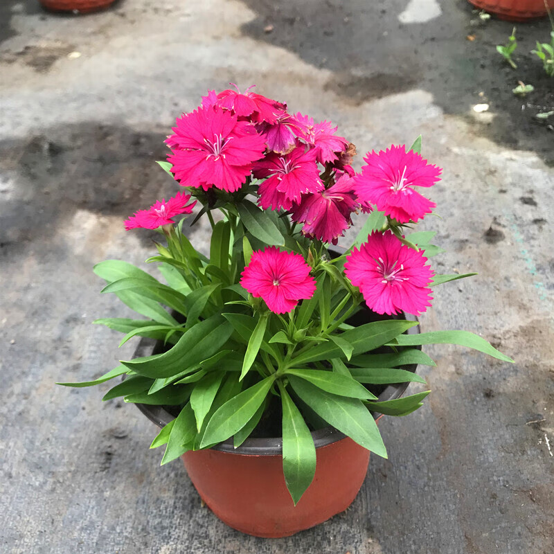 五彩石竹花盆栽室外阳台庭院植物花卉绣球石竹耐寒花期长带花发货