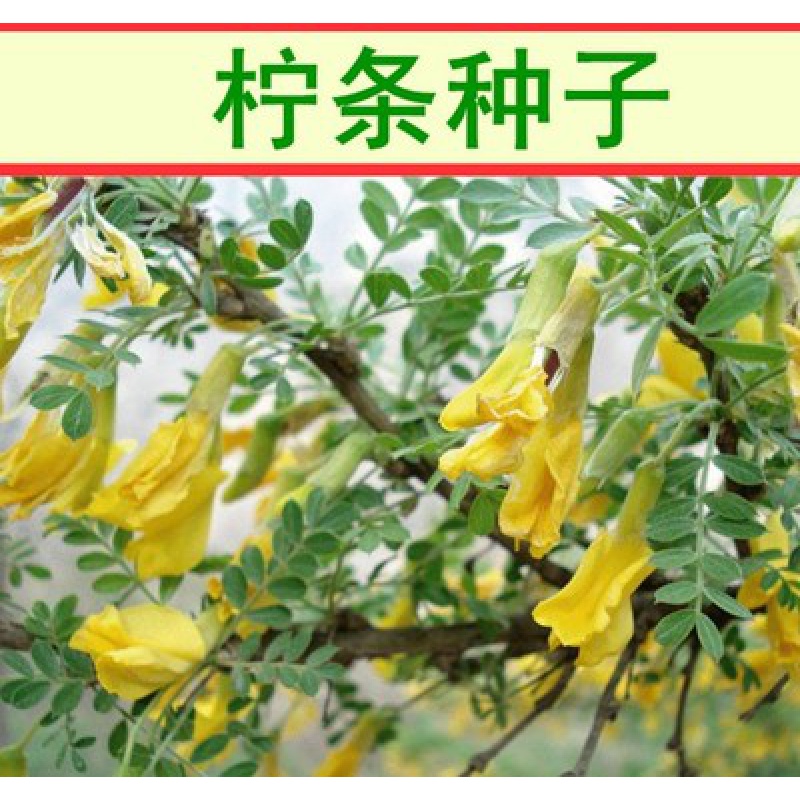 奔奥拧条种子 毛条 可做牧草 畜牧用 白柠条柠条锦鸡儿种籽 柠条_半斤