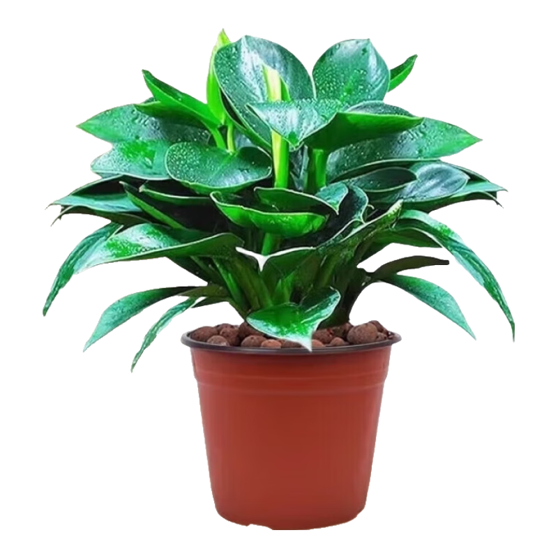 ���ڲ������������������ֲ��ˮ����ֲ���ܶ���칫����ȥ������ȩ�������̹��� ����20cm3��(ԭ����)+Ӫ��Һ ����