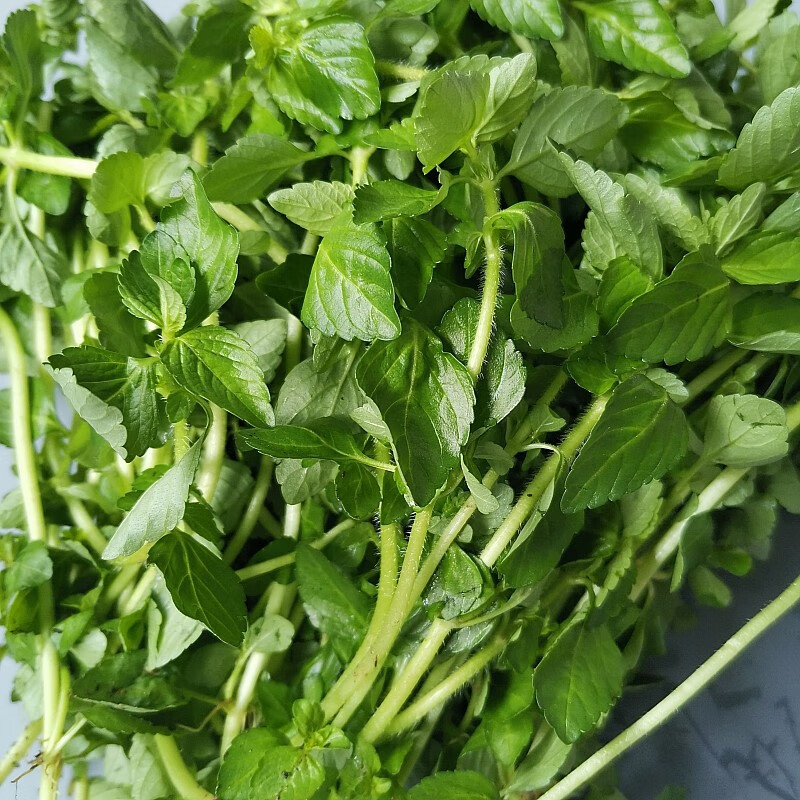 良邻和优  云南野菜水薄荷 傣味麻章那香草水香菜 500克