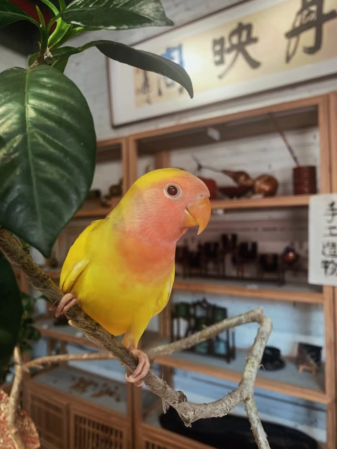 手养紫伊莎黄桃绿桃紫罗兰牡丹鹦鹉雏鸟宠物喂养小鸟幼鸟活体亲人