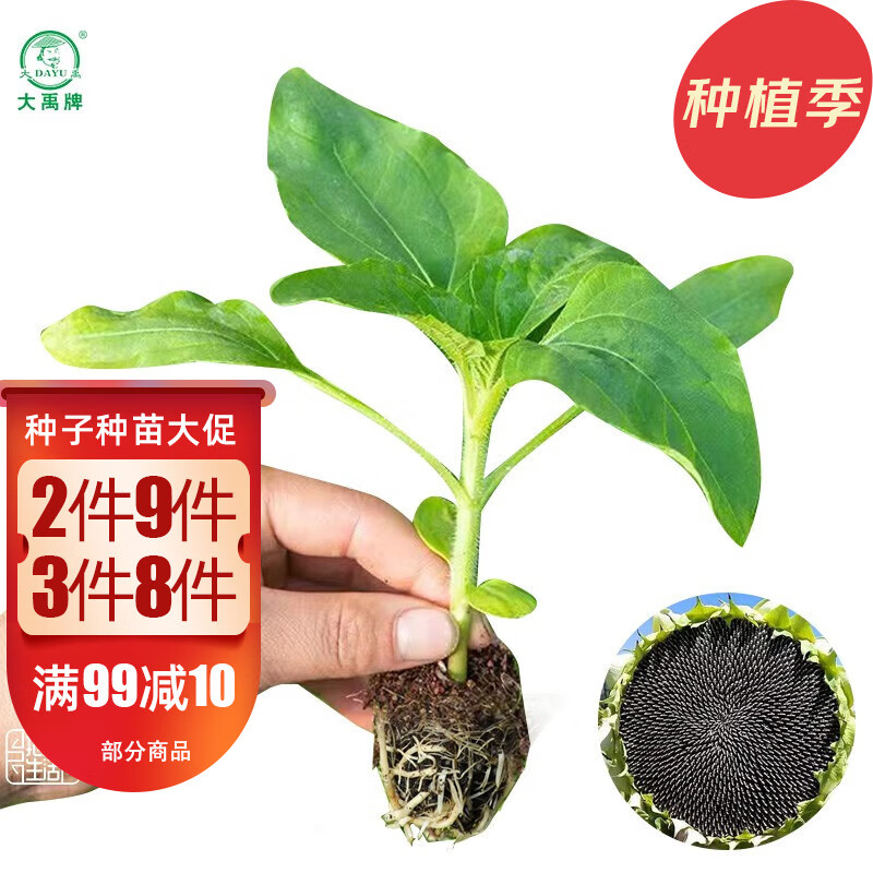 大禹观赏向日葵种子苗盆栽幼苗葵花籽阳台花卉 食用向日葵苗6棵