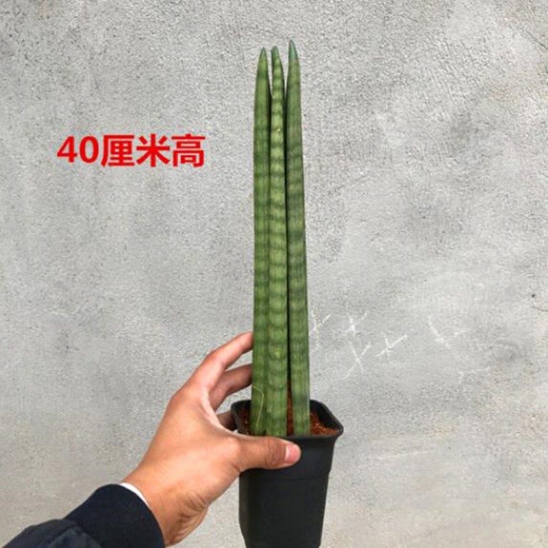 意轩圆叶虎尾兰佛前香棒叶石笔佛手棒叶观叶植物盆栽盆景奇趣花房 圆