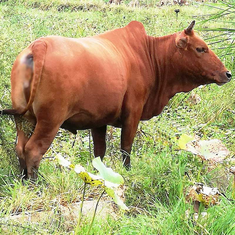 虎钢馋新鲜不带皮小黄牛牛腿肉1斤尝鲜 贵州农家散养 生鲜土黄牛肉