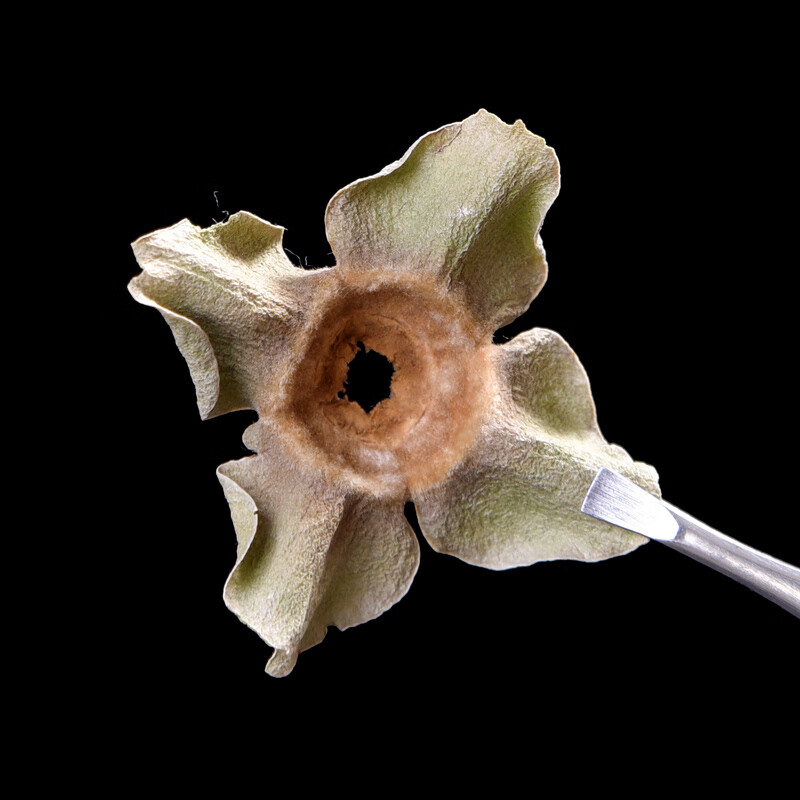 丁香柿蒂汤中药材原料散装药材泡茶泡水柿子把柿萼中药材 柿蒂250g