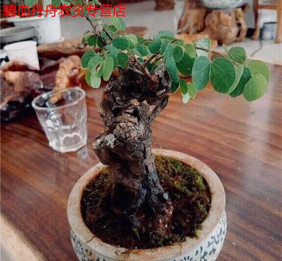 睿格达羊蹄甲金丝老桩花卉绿植盆景盆栽庭院四季常青舍利碳化镂空