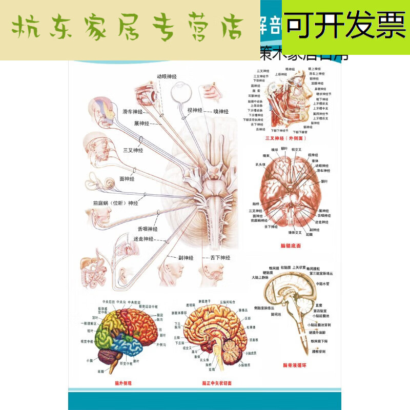 花乐集医院科室头部脑神经人体解剖结构示意图大脑血液循环医学挂图