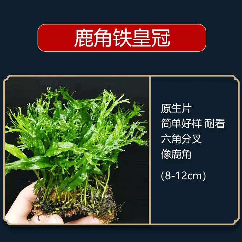 鹿角铁皇冠1个 高约8-12cm