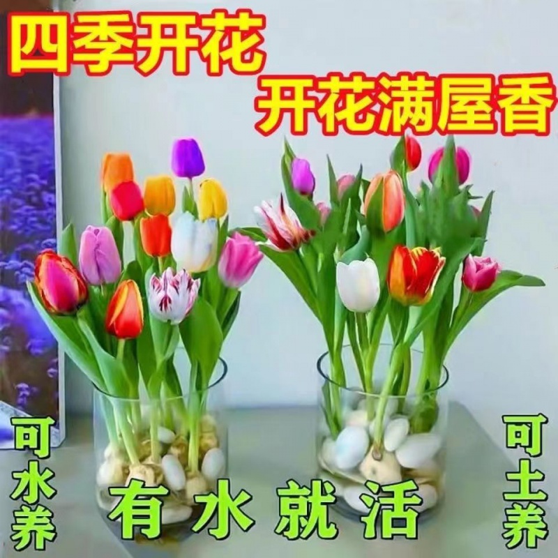京东花瓶花艺商品购买指南：【佩觉】水培四季郁金香盆栽，美丽养不死！