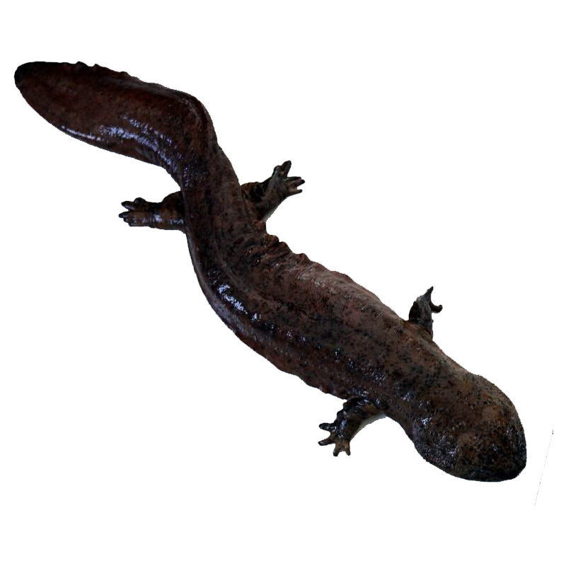 安德兰娃娃鱼鲜活食用娃娃鱼活体生鲜养殖大鲵鱼鲜活水产 安德兰 15