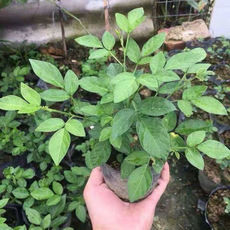 石榴花潮汕仙草抹草盆栽树苗吉祥喜事花草 仙草2年苗【原土原红盆】