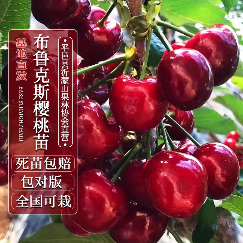 四万公里 40000km车厘子盆栽布鲁克斯樱桃树苗嫁接南北方庭院盆栽地栽