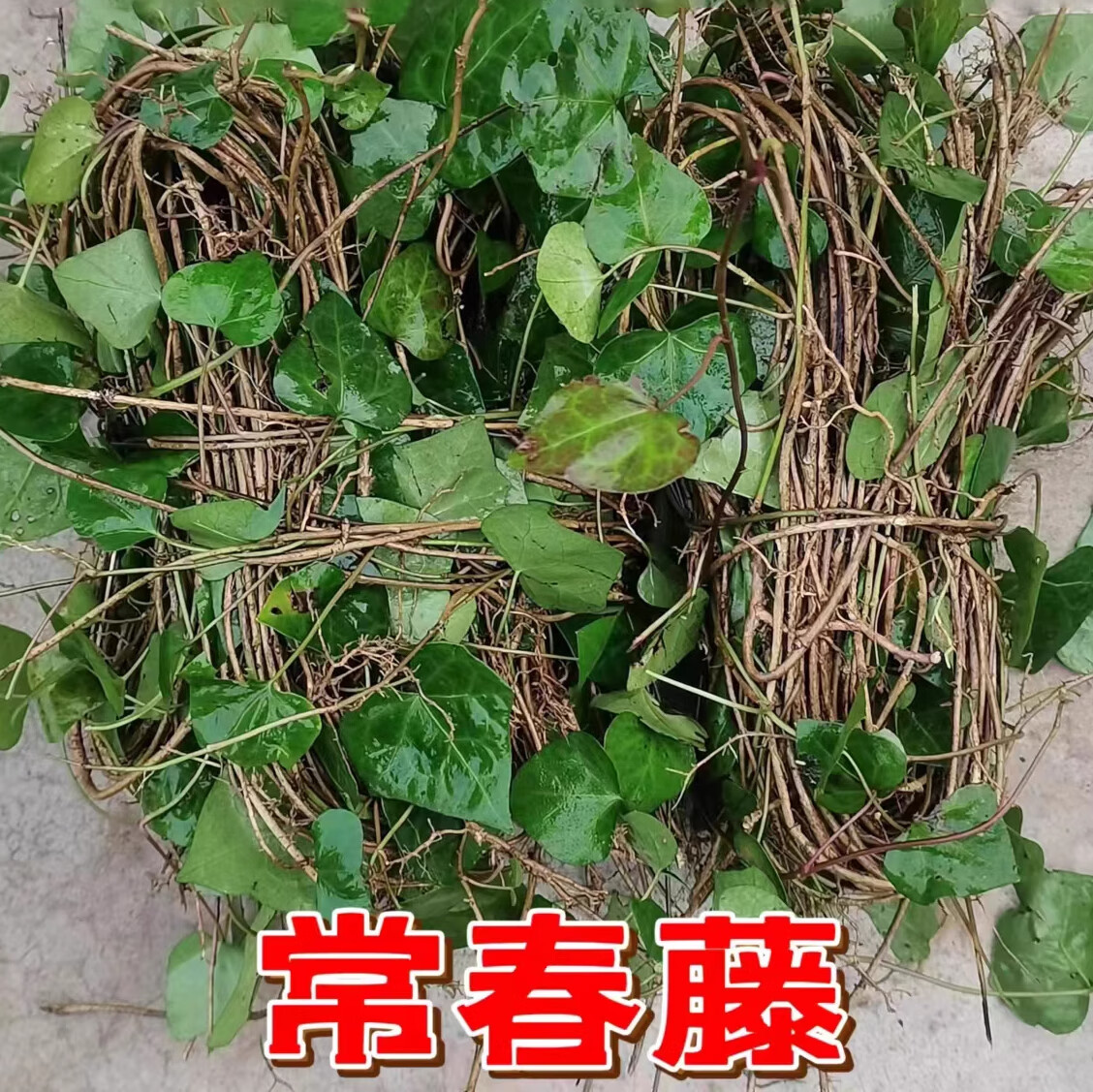 伴悦行 新鲜三角枫中药材常青藤追风散土骨藤三角风藤本常春藤中草药