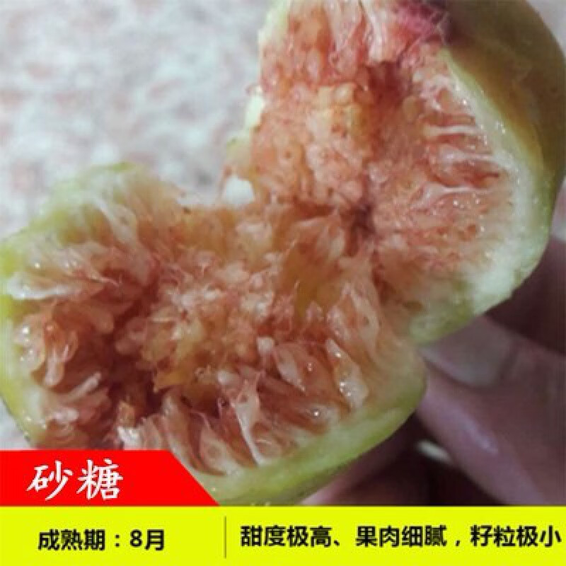 砂糖5年苗当年结果 无花果