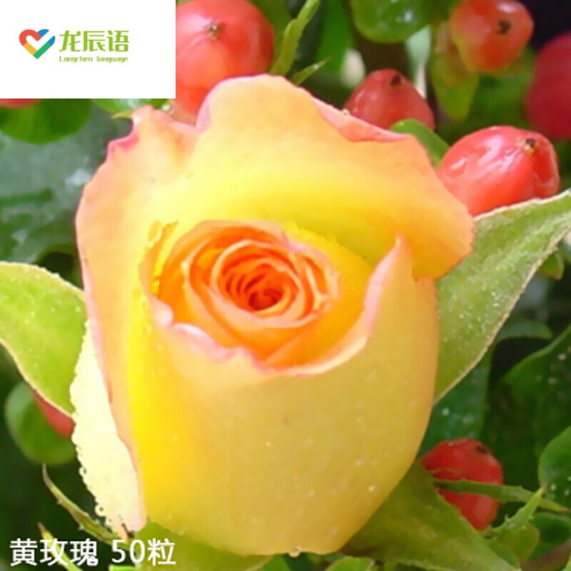 龙辰语 四季播红玫瑰花种子 阳台绿植盆栽庭院易种花卉鲜花种子 玫瑰花种子 黄玫瑰种子100粒