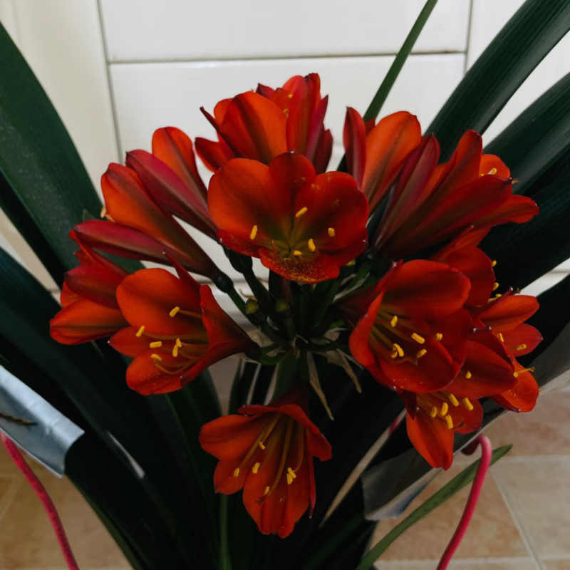 君子兰苗花室内黑金刚君子兰花卉绿植盆栽植物盆栽君子兰小苗 黑金刚1