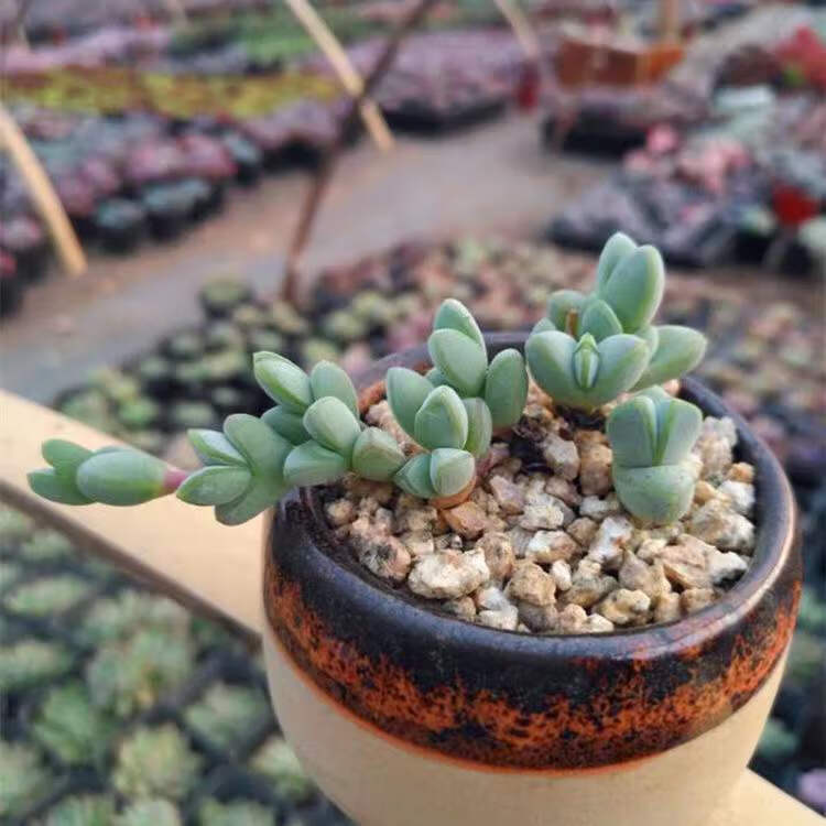 美漾 多肉植物 碧玉莲群生多头多肉植物小盆栽好养肉肉批发室内阳台花