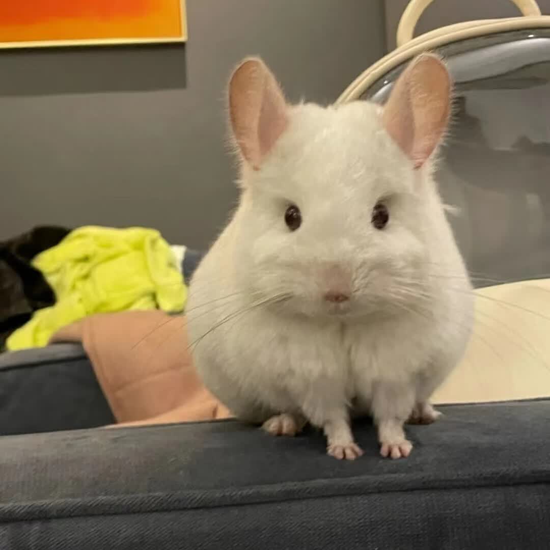 迪士农庄园 dsnzy龙猫活物家养的龙猫活体打过疫苗幼崽玩偶小型好养