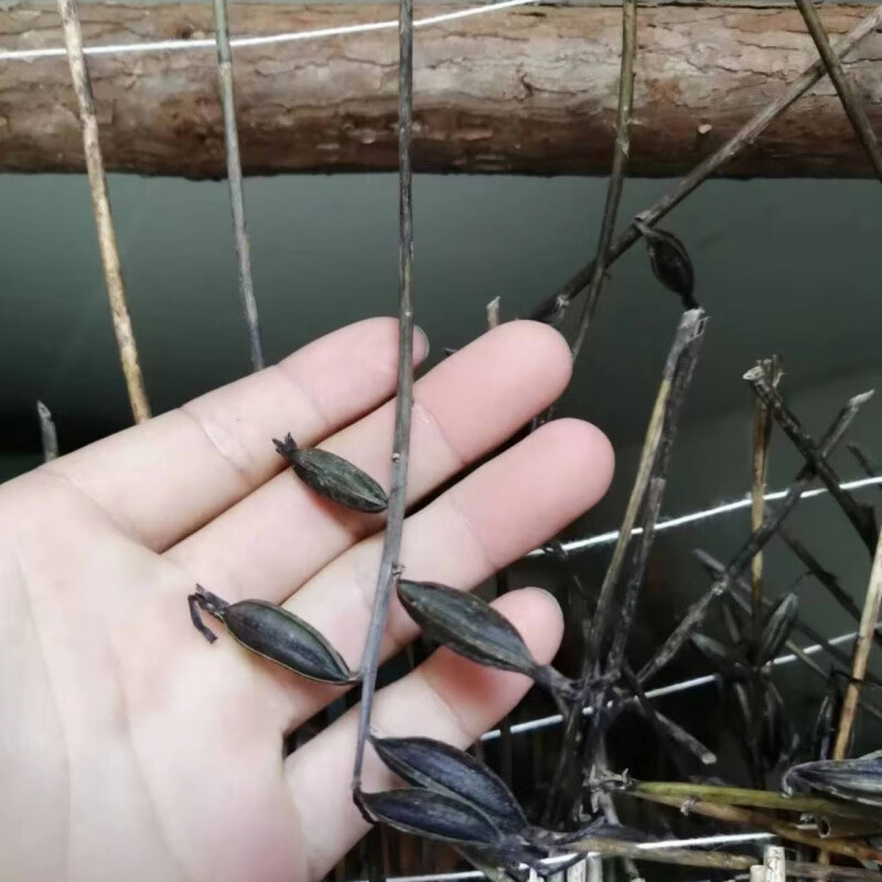 毛慈菇种子果夹冰球子山慈菇果荚山茨菇正宗中药材独角白芨籽 20个