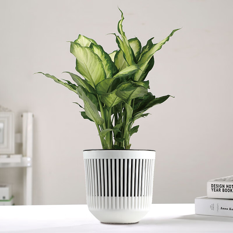 居拾忆 粉黛盆栽绿植花卉万年青盆栽花卉植物室内客厅小型绿植花卉