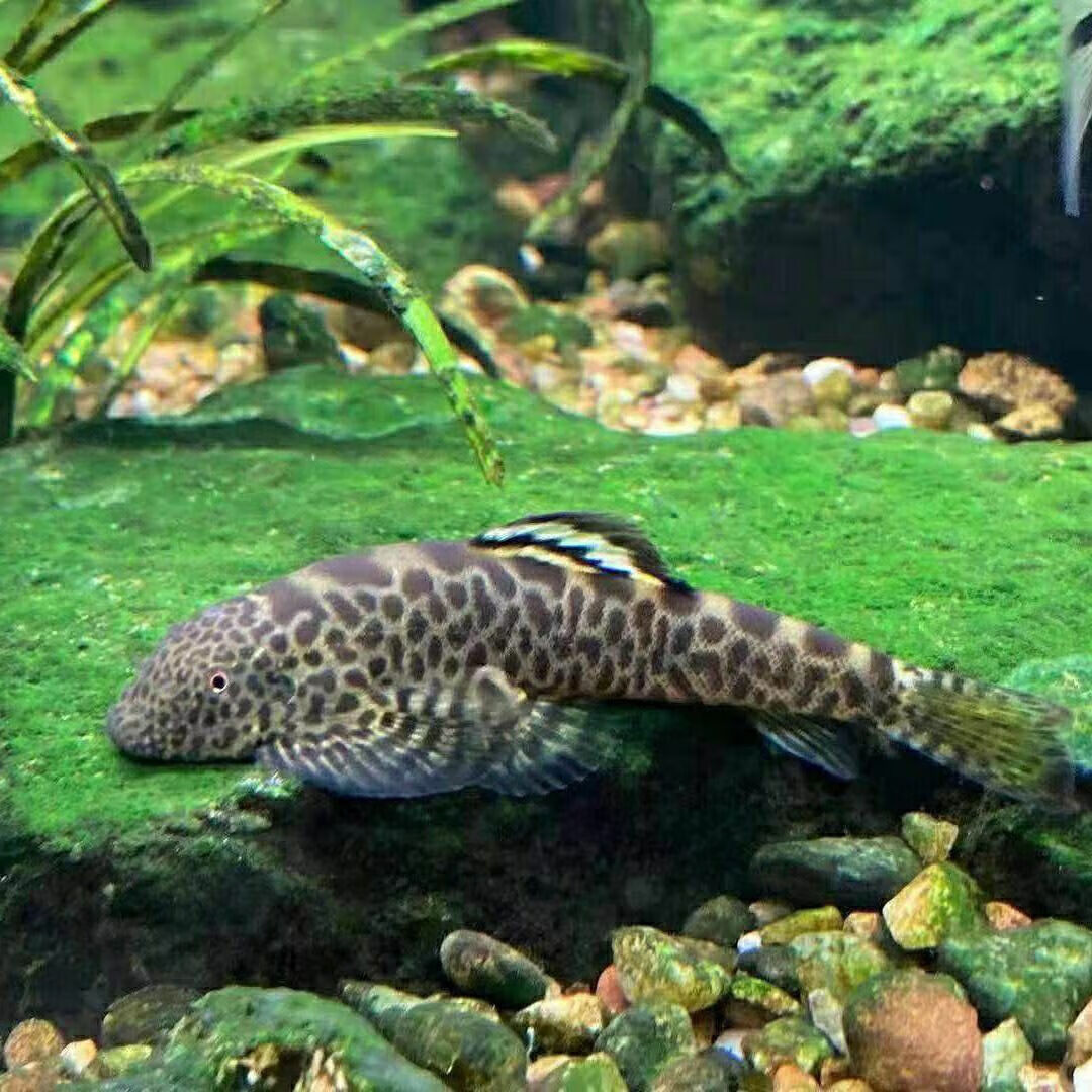 墨一爬岩鳅吸鳅除藻缸壁清洁观赏鱼双吸盘溪流冷水鱼贵 精选双盘吸鳅