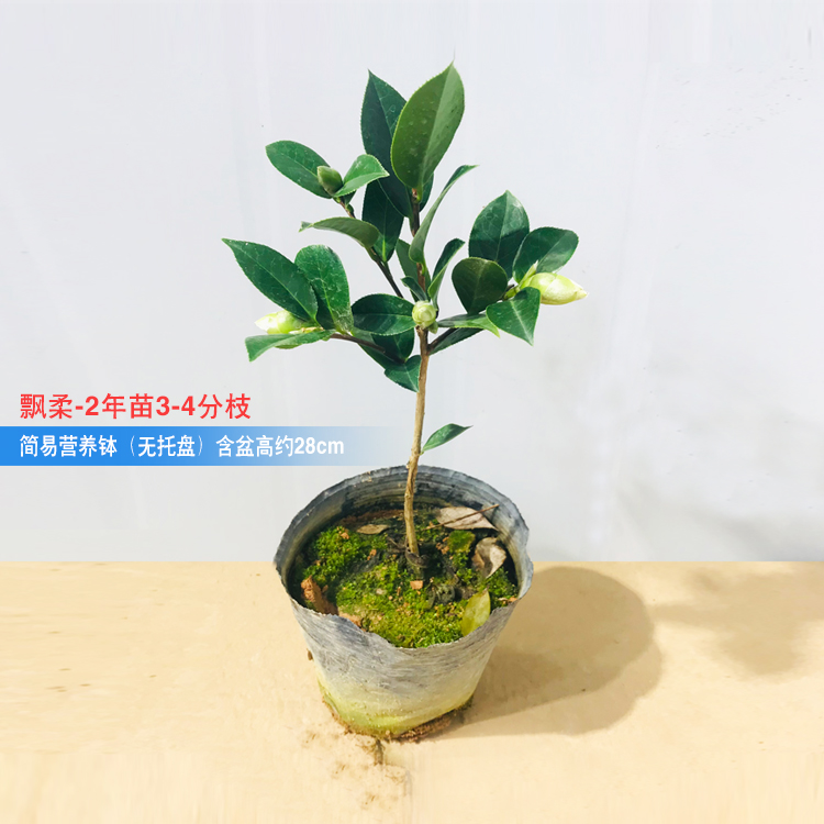 阳台植物室外花卉花卉盆栽山茶花四季开花 飘柔2年苗含盆高28cm带花苞