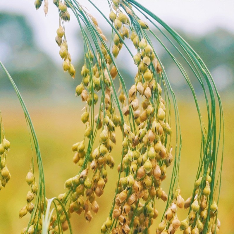 种菜记 绿宝糯黍子种子大黄米种籽糯性强耐贫瘠春季秋季菜园农家蔬菜
