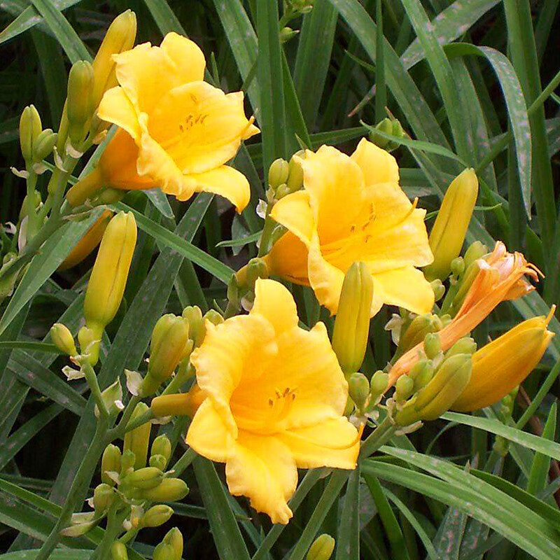 耐寒花卉金娃娃草马兰花苗四季开花庭院绿化绿植苗木 金娃娃萱草10株