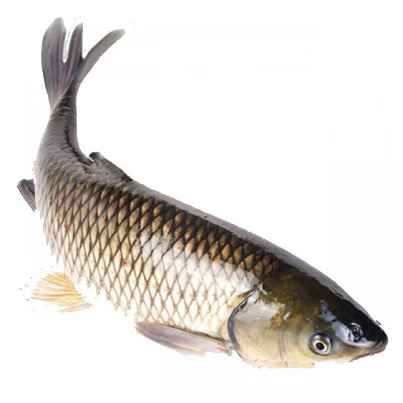 够印苏北脆肉鲩鱼整条活宰新鲜冰冻产地直发草鱼 江苏省内12斤或江苏