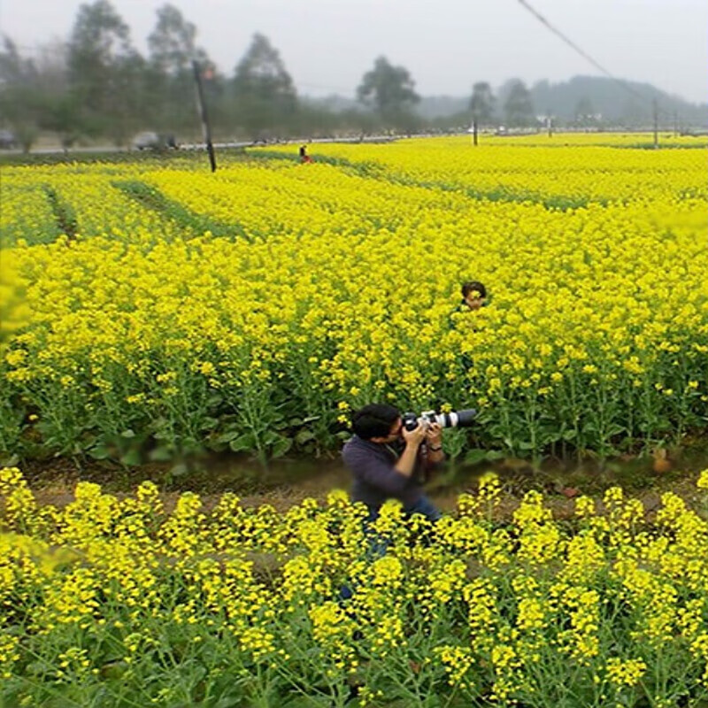 倾奢秋冬季花种子油菜花 室外四季种易活花籽油菜籽花种室外庭院种植