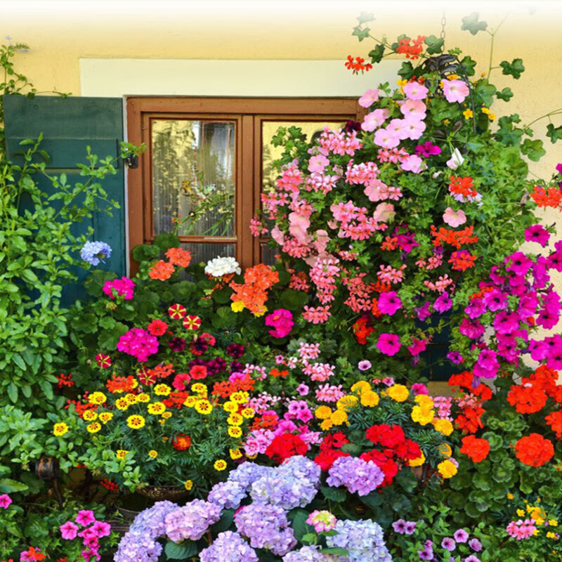 卓天(zhuotian)野花组合波斯菊格桑花花种籽子四季播种开花室内外易活